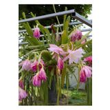 Gardenbox Pembe Renk Atlas Çiçeği 15-25Cm (Epiphyllum)