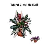 Gardenbox Pembe Renk Dua Katalya Çiçeği Sevgililer Gününe Özel TELGRAF HEDİYELİ