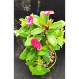 Gardenbox Pembe Renk Milli Dikenler Tacı Çiçeği Fidanı, 20-45 cm Saksılı, Pink Euphorbia