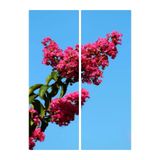 Gardenbox Pembe Renk Oya Ağacı Fidanı, 60-100 cm, Tüplü, Dış Mekan Ağacı, Lagerstroemia