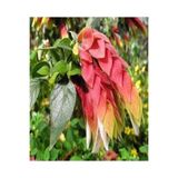 Gardenbox Pembe Renkli 4 Adet Karides Çiçeği Fidanı, 40-60 cm, Saksılı