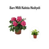 Gardenbox Pembe Sakız Sardunya Çiçeği Fidanı, Hediyelik