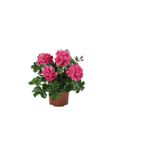 Gardenbox Pembe Sakız Sardunya Çiçeği Fidanı, Sukulent Hediye Seti