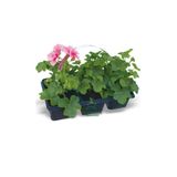 Gardenbox Pembe Sardunya Fidesi 2 ADET Saksılı 10-25cm Salon Balkon Çiçeği