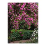 Gardenbox Pembe Sarmaşık Gül Fidanı, Mis Kokulu, Saksılı, 70-110 cm, Pink Climbing Rose