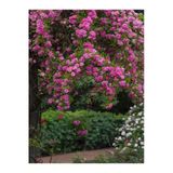 Gardenbox Pembe Sarmaşık Gül Fidanı, Mis Kokulu, Saksılı, 70-110 cm, Pink Climbing Rose