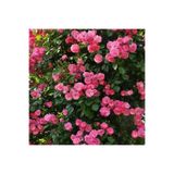 Gardenbox Pembe Sarmaşık Gül Fidanı, Yediveren Kokulu, 3 Adet Saksılı, 80-160cm, Climbing Rose