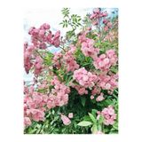 Gardenbox Pembe Sarmaşık Ponpon Gül Fidanı, 1 Adet, 35-60 cm, Dış Mekan Bitkisi