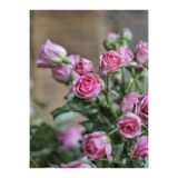 Gardenbox Pembe Yediveren Mis Kokulu Gül Fidanı, 2 Adet, 50-70 cm, Saksılı