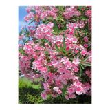 Gardenbox Pembe Zakkum Çiçeği, 1 Adet Saksılı/Tüplü, 30-60 cm, Pink Oleander