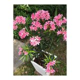 Gardenbox Pembe Zakkum Çiçeği, 50-70 cm, 1 Adet Saksılı Çiçekli Bahçe Balkon Bitkisi, Nerium Oleander