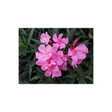 Gardenbox Pembe Zakkum Çiçeği Fidanı, 50-70 cm, Tüplü, Oleander