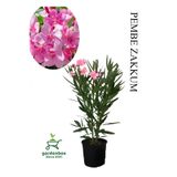 Gardenbox Pembe Zakkum Çiçeği Fidanı, Saksılı, 30-60cm, Yaz Çiçeği