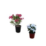 Gardenbox Pembe Zakkum Fidanı + Beyaz Bodrum Papatyası 2'li Bahçe Peyzaj Seti