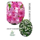 Gardenbox Pembe Zakkum Fidanı Saksılı 30-60cm, Arap Yasemin Çiçeği 30-50cm, Set