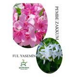 Gardenbox Pembe Zakkum Fidanı Saksılı 30-60cm, Ful Yasemin Çiçeği 30-50cm Combo Set