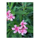 Gardenbox Pembe Zakkum Fidanı Saksılı 40-65 cm, Oleander, Çiçekli Bodur Bitkiler