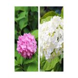 Gardenbox Pembe/Beyaz Çiçekli Ortanca Fidanı, 30-55 cm, Tüplü, 2 Adet Set