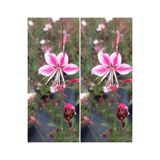 Gardenbox Pembe/Beyaz Gaura Çiçeği Fidanı, 2 Adet, 40-60 cm, Lindheimeri