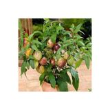 Gardenbox Pepino Fidesi, 10-20 cm Tüplü, Solanum Muricatum, İç Mekan Bitkileri