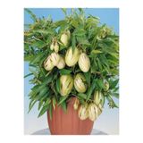 Gardenbox Pepino Fidesi, 15-30 cm Tüplü, Solanum Muricatum, İç Mekan Bitkileri