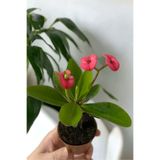 Gardenbox Pink Pembe Butter Euphorbia Dikenler Tacı Mini Boy İç Mekan Bitkisi, 10-15cm