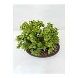 Gardenbox Portulacaria Afra Para Çiçeği Yeşim Saksılı Bonsai Uyumlu Bitki, 20-30 cm