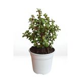 Gardenbox Portulacaria Afra Yeşim Bitkisi, Dolgun Saksı, 20-30 cm, Yenilebilir