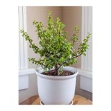 Gardenbox Portulacaria Afra Yeşim Çiçeği, 15-30 cm, Saksılı, Yenilebilir Ofis Bitkisi