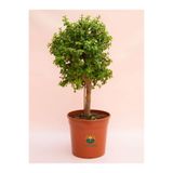 Gardenbox Portulacaria Afra Yeşim Para Bitkisi, 15-25cm, Saksılı, Salon Çiçeği