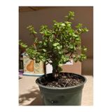 Gardenbox Portulacaria Afra Yeşim Para Salon Bitkisi, 15-30cm, Ofis Çiçeği