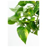 Gardenbox Pothos Sarmaşığı Askılı Saksıda Epipremnum Aureum Bitkisi, Ev Bitkisi, Salon Bitkisi