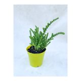 Gardenbox Prenses Çamı Çiçeği, 10-15 cm Saksılı, Crassula Muscosa, Çiçekli Bodur Bitki