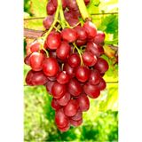 Gardenbox Red Globe Tatlı Üzüm Bitkisi Fidanı, Sarmaşık, Tüplü, 20-40cm