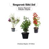 Gardenbox Renkli Bahçe Bitkileri Seti, Kırmızı Begonvil, Filbahri Ağaç Şakayığı, Mor Leylak Çiçeği, 40-60cm