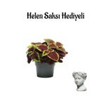 Gardenbox Renkli Yapraklı Yaprak Güzeli Çiçeği, Helen Saksı Hediyeli
