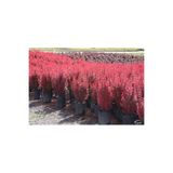 Gardenbox Roket Berberis Fidanı, 40-60 cm, 1 Adet Saksılı Dış Mekan Bitkisi, Berberis Thunbergii, Kırmızı