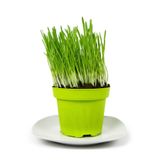 Gardenbox Saksıda Kedi Otu Filiz, 15-20 cm Kedi Çimi, Canlı Bitki