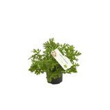 Gardenbox Saksıda Kokulu Itır Fidanı, Canlı Bitki, Çiçekli Bodur Bitki