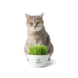 Gardenbox Saksıda Yetişmiş Taze Kedi Çimi, Filizli Kedi Otu, 15-20 cm, Yeşil