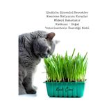 Gardenbox Saksıda Yetişmiş Taze Kedi Çimi & Kedi Otu Mix, 15-20 cm, Canlı Bitki