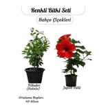 Gardenbox Saksılı 2'li Çiçek Seti, Kırmızı Japon Gülü & Filbahri, 30-50cm Boy