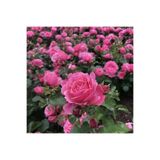 Gardenbox Saksılı Kokulu Pembe Gül Fidanı