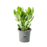 Gardenbox Saksılı Para Ağacı Crassula Ovata, 15-25 cm, Canlı İç Mekan Çiçeği