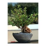 Gardenbox Saksılı Para Yeşim Çiçeği, İç Mekan Ofis Salon, 15-30cm, Yeşil