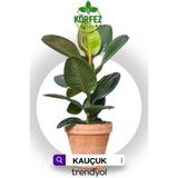Gardenbox Salon Bitkileri Kauçuk Çiçeği, Terracotta Saksı, Yeşil