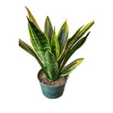 Gardenbox Sanseveria Kılıç Bitkisi, 20-40 cm, Saksılı, İç Mekan Bitkisi