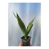 Gardenbox Sanseveria Kılıçı Bitkisi, 15-25 cm, Saksılı, İç Mekan Bitkisi
