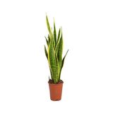 Gardenbox Sanseveria Paşa Kılıç Bitkisi, 20-30 cm, Saksılı, İç Mekan Bitkisi
