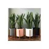 Gardenbox Sansevieria Paşa Kılıcı Peygamber Kılıcı Canlı İç Mekan Bitkisi